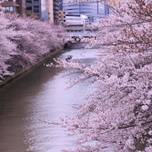 中目黒だけじゃない！もう一つの目黒川の桜並木を散策しませんか？