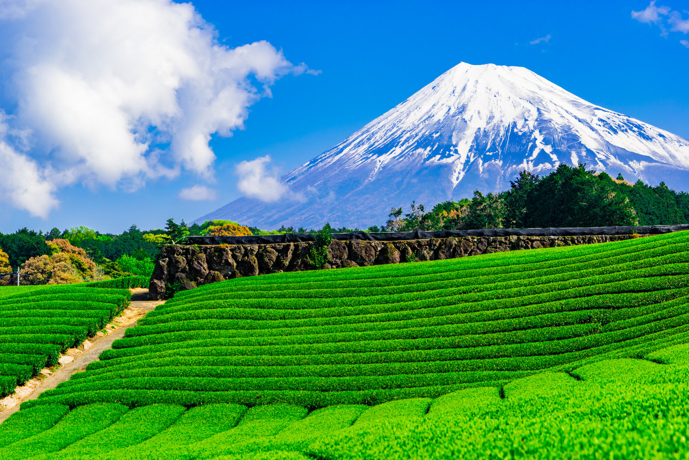 【静岡県】富士山と茶畑