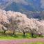 枝垂れ桜が見事！埼玉が誇る大自然「秩父」で楽しめる桜の名所10選
