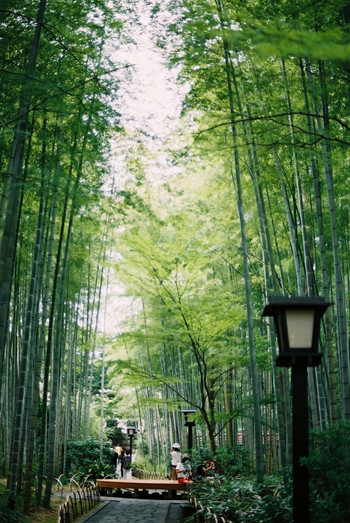 竹林の小径646724
