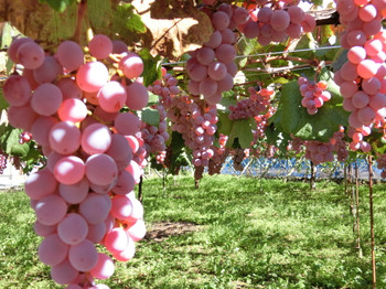 (Yamanashi) Misaka Town, vineyard grapes black type