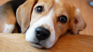 Standard with dog, Non Smoking