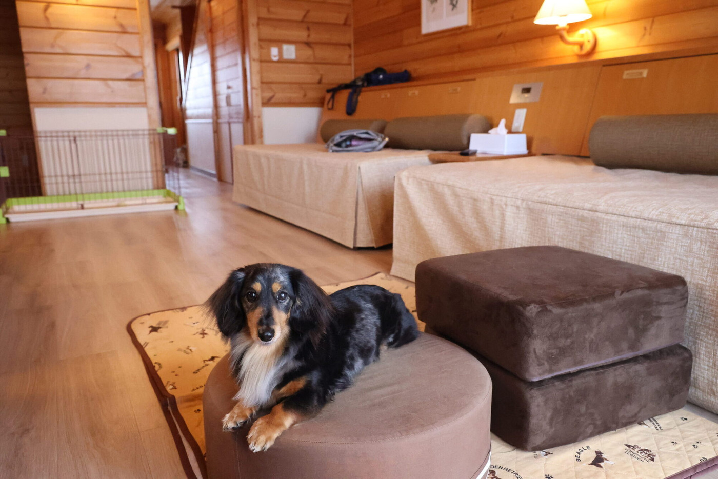 「ベルナティオ」 その他 151003855 