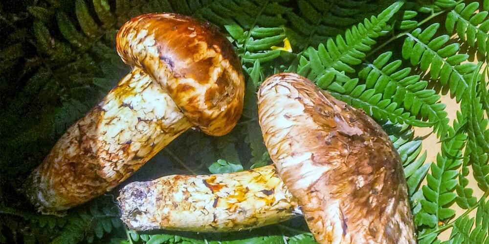 旅館のお食事処