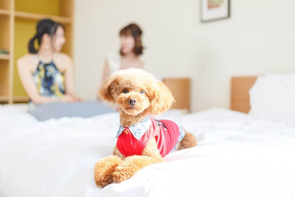 ドッグキャビン／イメージ