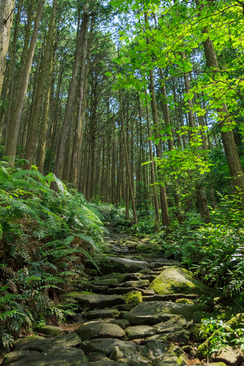 三重県・熊野古道・伊勢路・馬越峠
