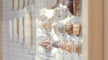 アトリエ マテリアル 貝殻など / 10