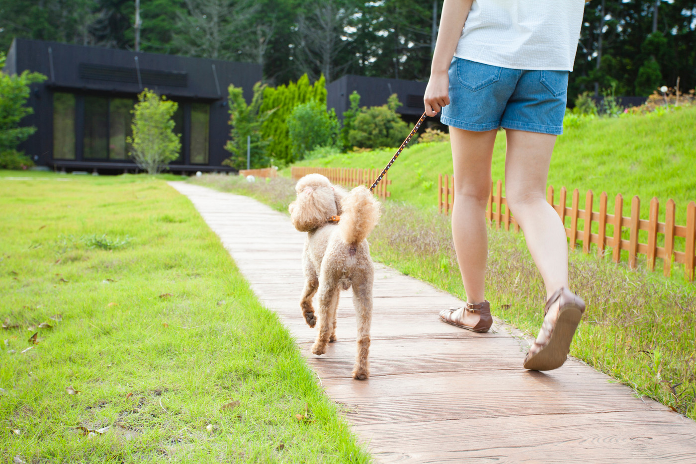 犬と散歩する女性