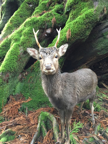 意外と平気⁉屋久島で一人旅デビュー♪4082883