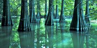 ジブリ映画「もののけ姫」のような絶景！福岡の「篠栗九大の森」