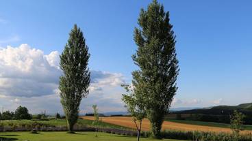 ランド ビュー / 12