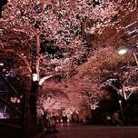 都心の隠れたお花見スポット！六本木一丁目で夜桜三昧しませんか？