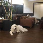 宮島しろ（広島県 旅館） / 2