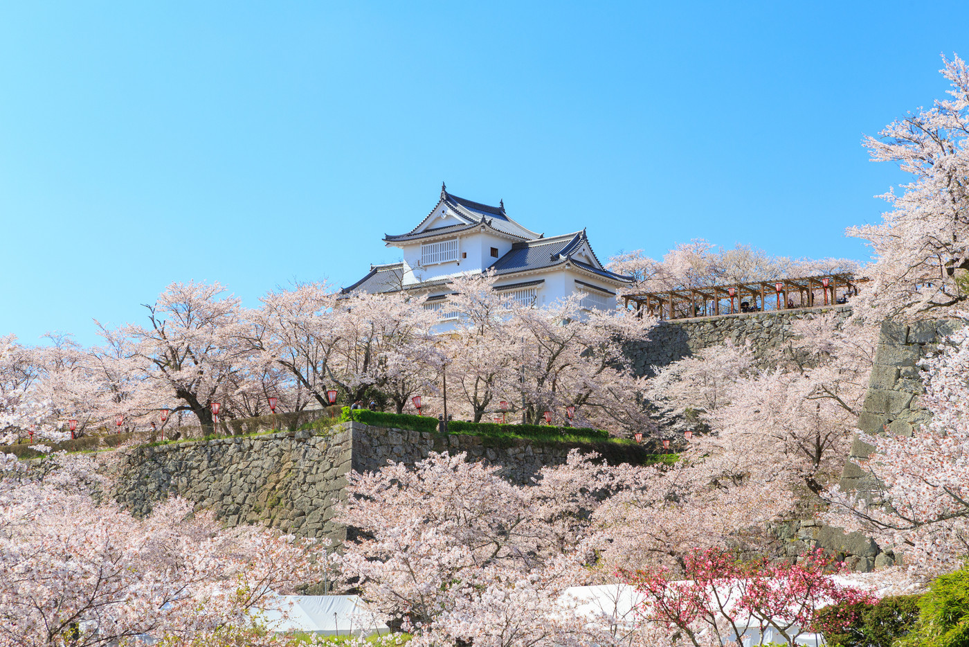 津山城 -春爛漫感動の桜-