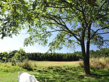 ブルーイングリーン / 3