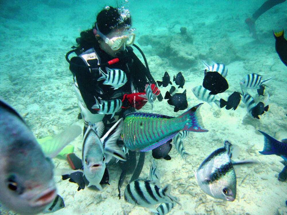 アクティビティ ダイビング