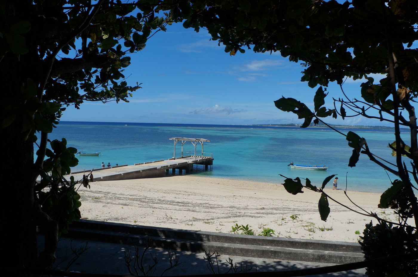 備瀬のフクギ並木