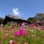 季節の花々を愛でる。奈良のお花の名所8選