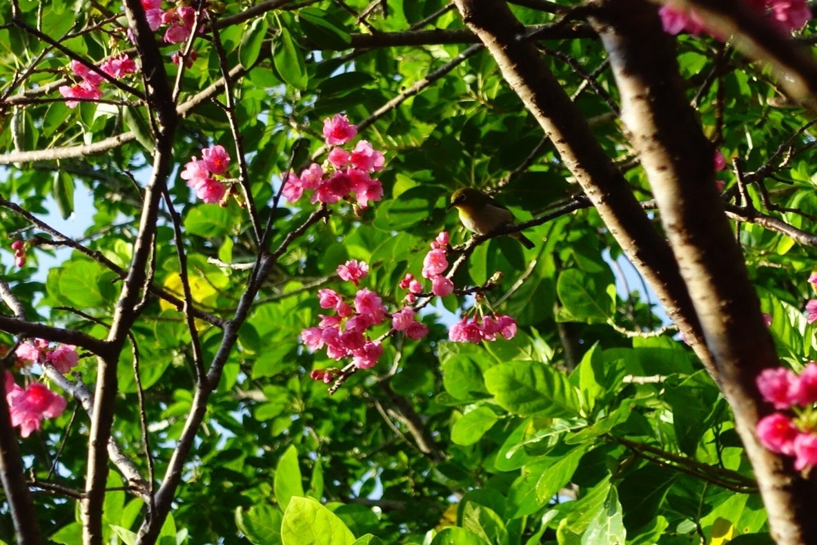 ココ ガーデンリゾート オキナワ（ココガーデンリゾートオキナワ） / 5