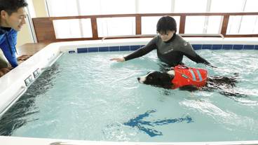 ドッグフィットネス / 8