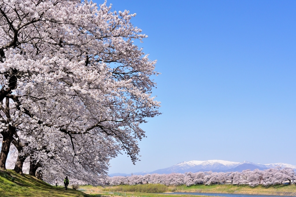 雄大な自然に囲まれた長い桜並木1561306