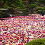 【全国】ときめきのピンクワールドへ…！おすすめの花絶景スポット10選