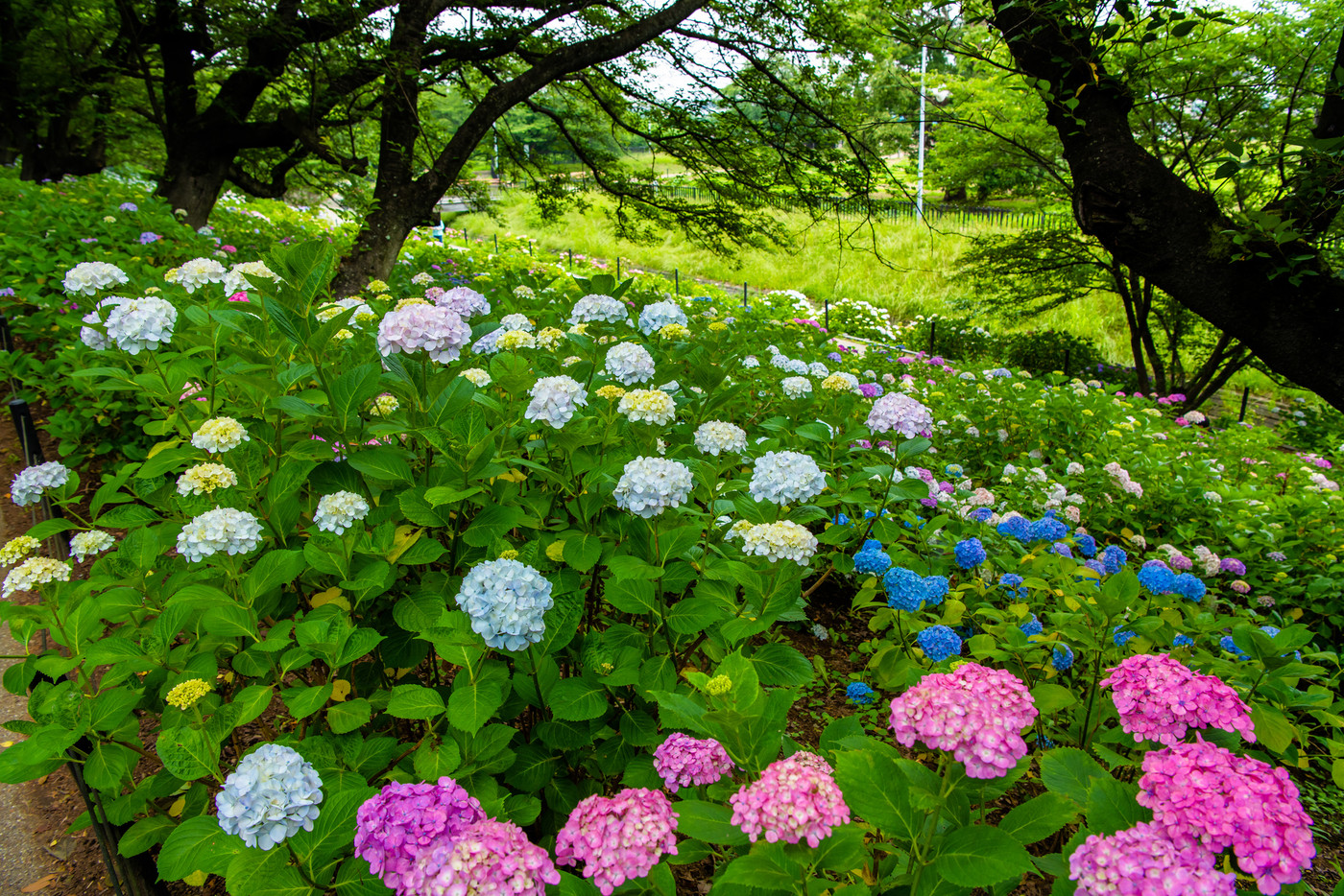 埼玉県幸手市 権現堂堤　満開のアジサイ