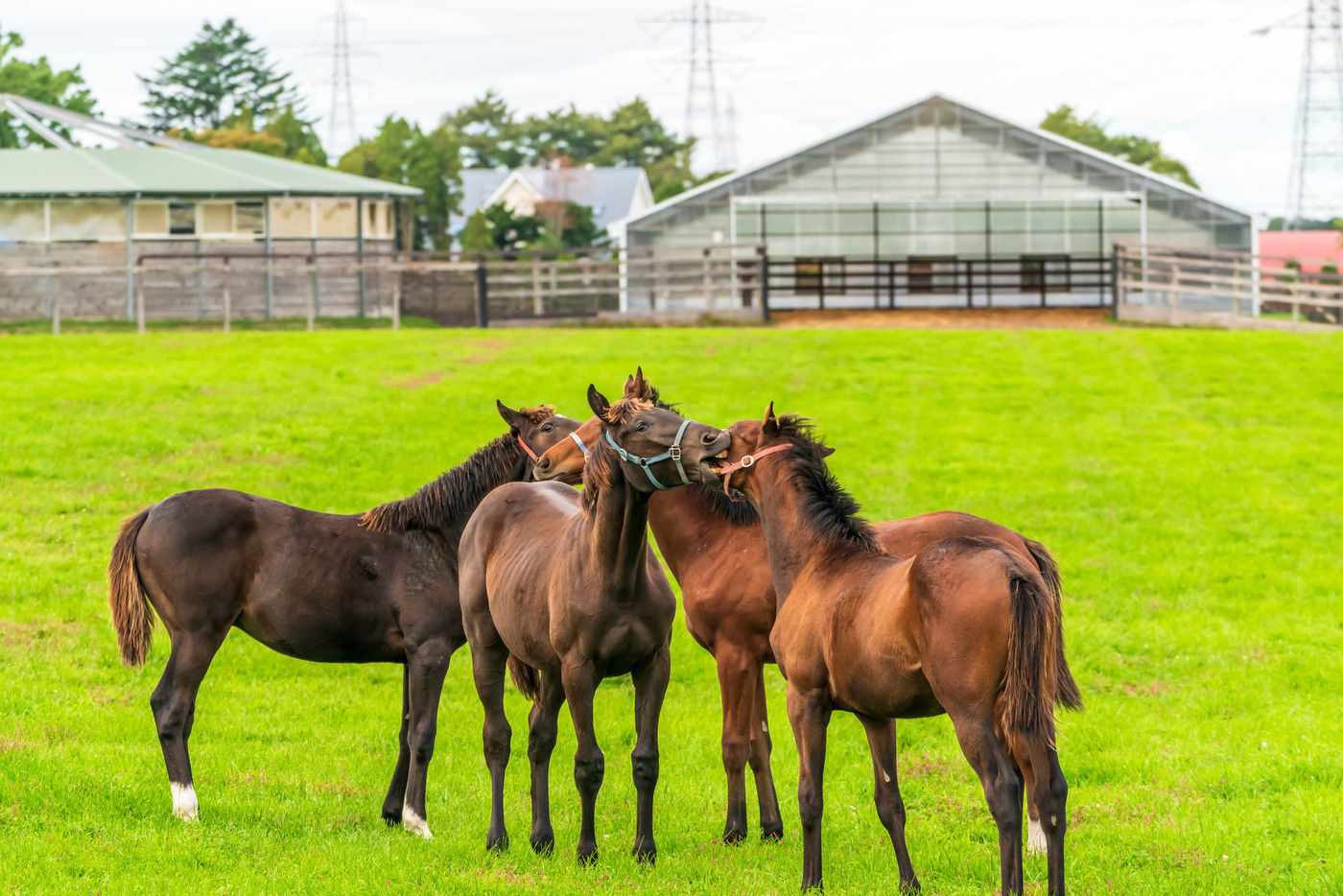 夕暮れの競走馬の牧場　夜間放牧の仔馬　イメージ　北海道