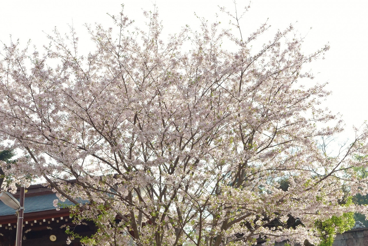 桜やユニークな狛犬も見てみたい！2998881