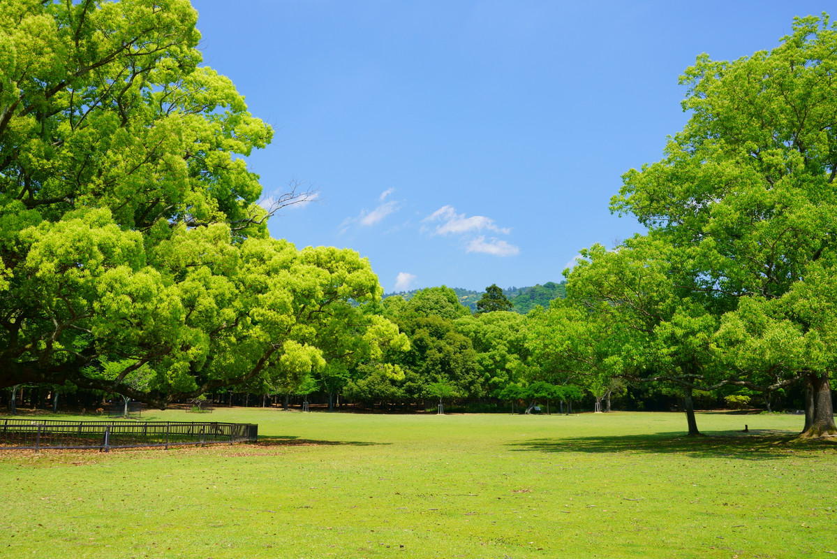 奈良公園の風景