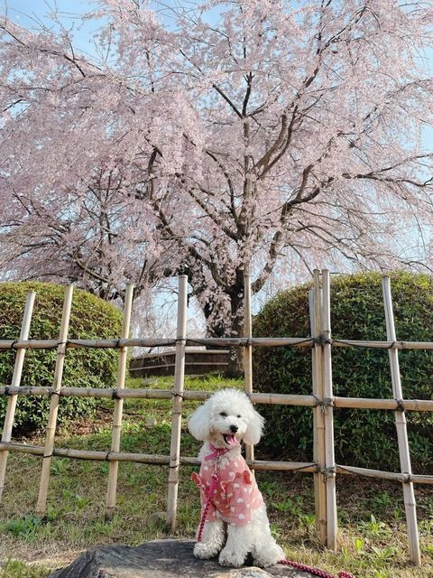 toy_poo_hinakoさんの写真 / 2