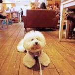 ペットOK！愛犬と一緒に食事やカフェを楽しもう！東京8店