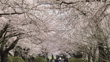 観光スポット / 11