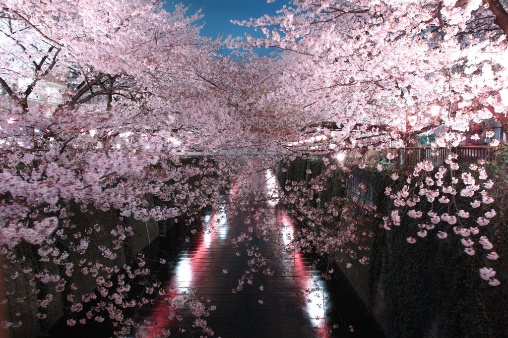 桜は春の訪れ1051444