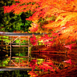 なんて幻想的な風景！京都の紅葉ライトアップおすすめ7選【2017年】