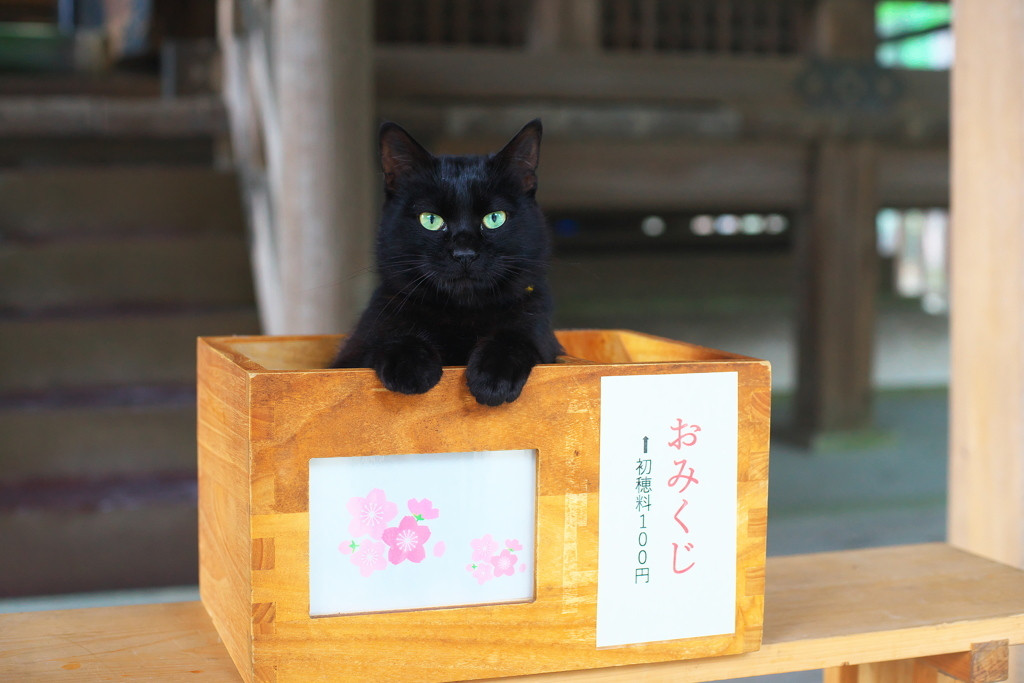 なんだか癒されてしまう、猫がもつ不思議な力4090788