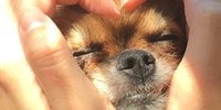 モフモフ触って癒されたい♡全国の動物とふれあえるスポット8選