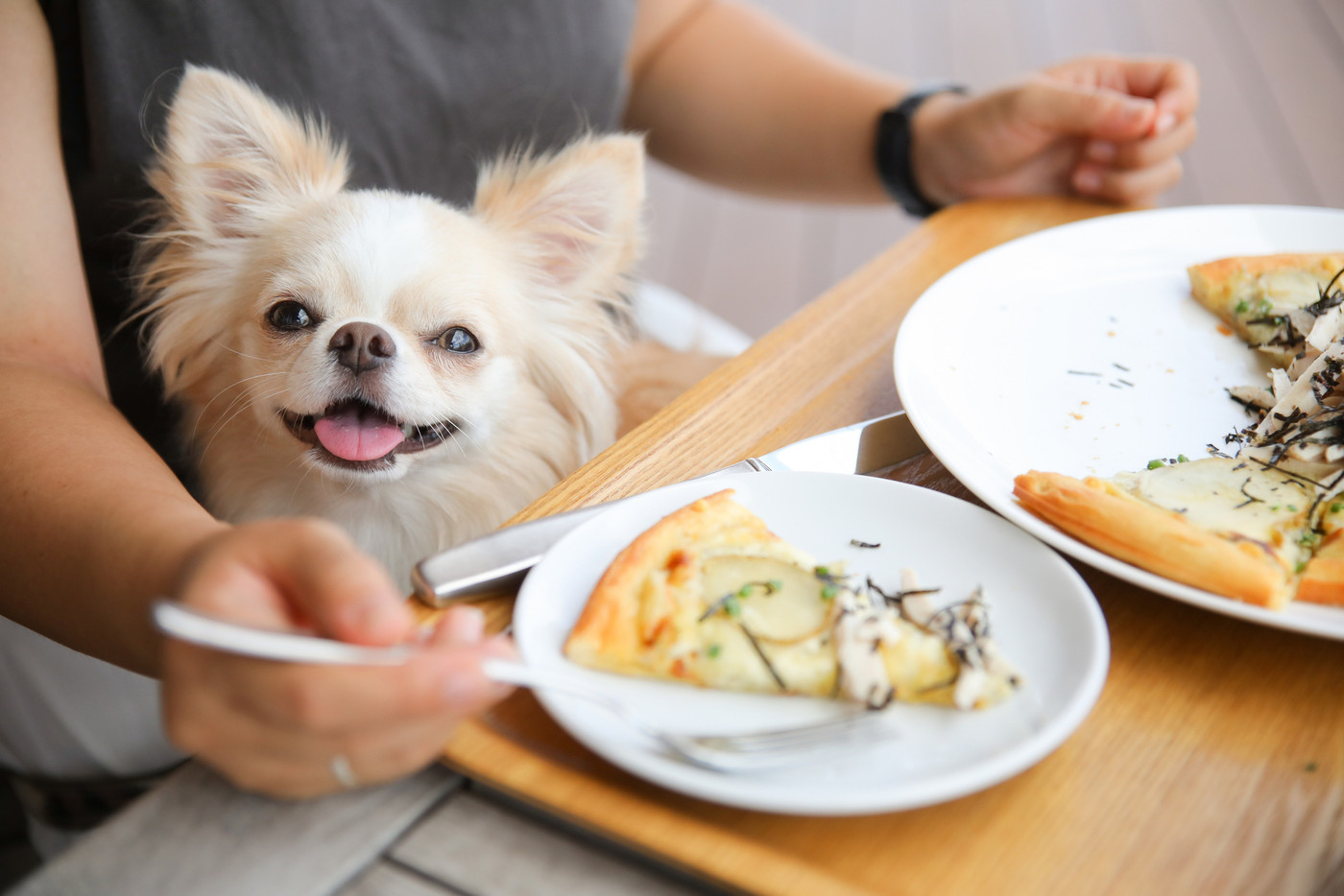ランチをしている飼い主の膝上に座るロングコートチワワ 