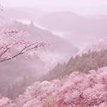 ”日本一の桜”吉野山のお花見旅行におすすめ旅館6選／奈良