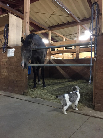 乗馬時間は5分～1日中！馬の背に揺られながら大自然を感じよう3405315
