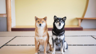 レイクビュー 和室12.5畳 (禁煙)