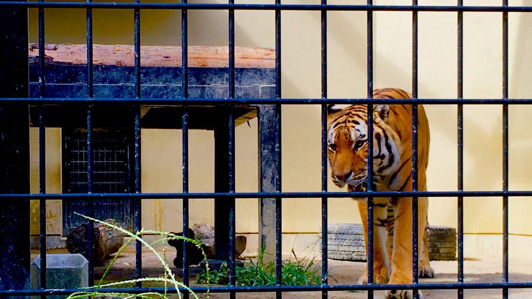 京都周辺を観光
京都市動物園と清水寺 / 4