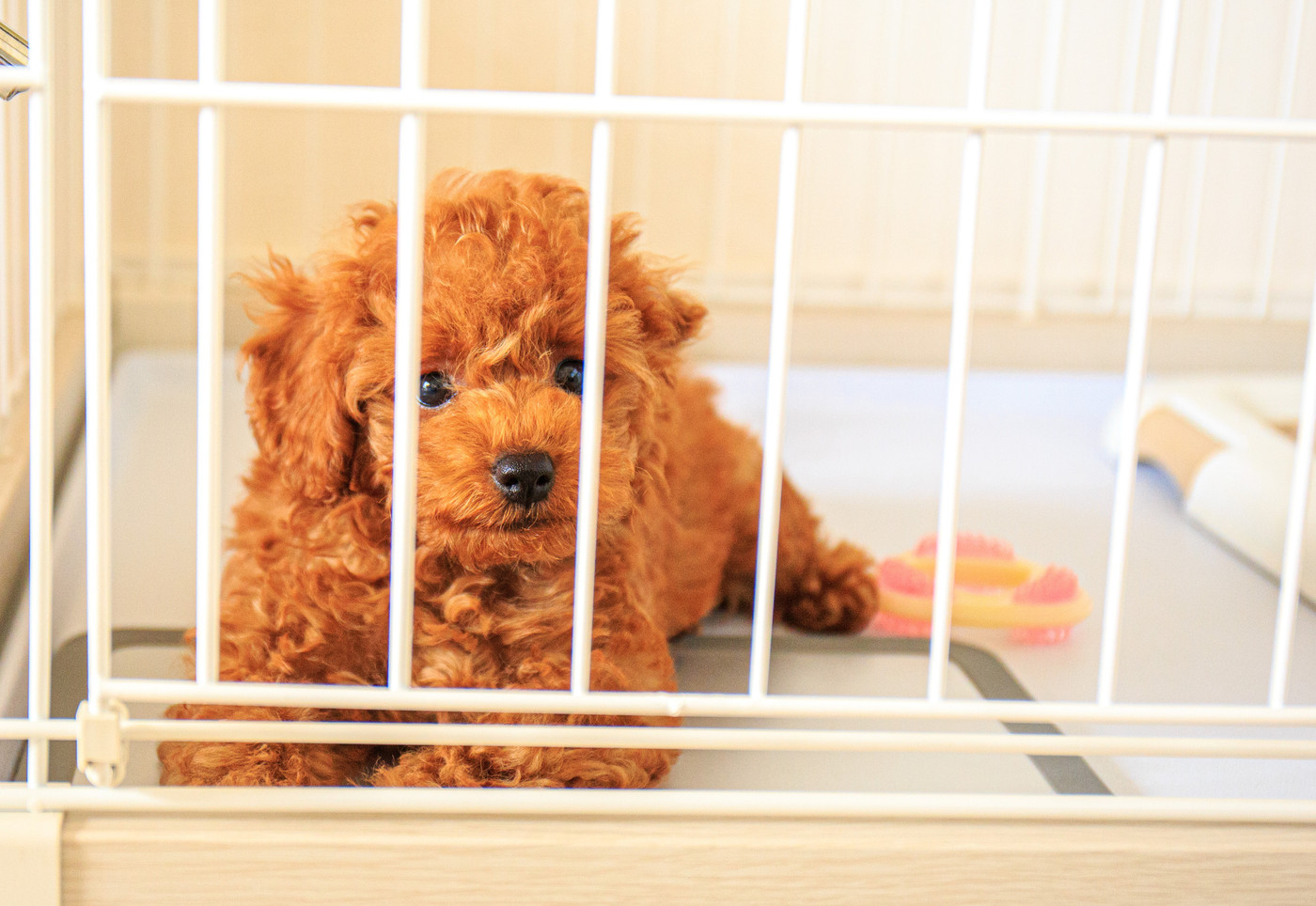 ケージ内で待っているトイプードルの仔犬