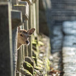 【奈良】カメラを持って癒しの旅へ。一人で訪れたいおすすめスポット7選