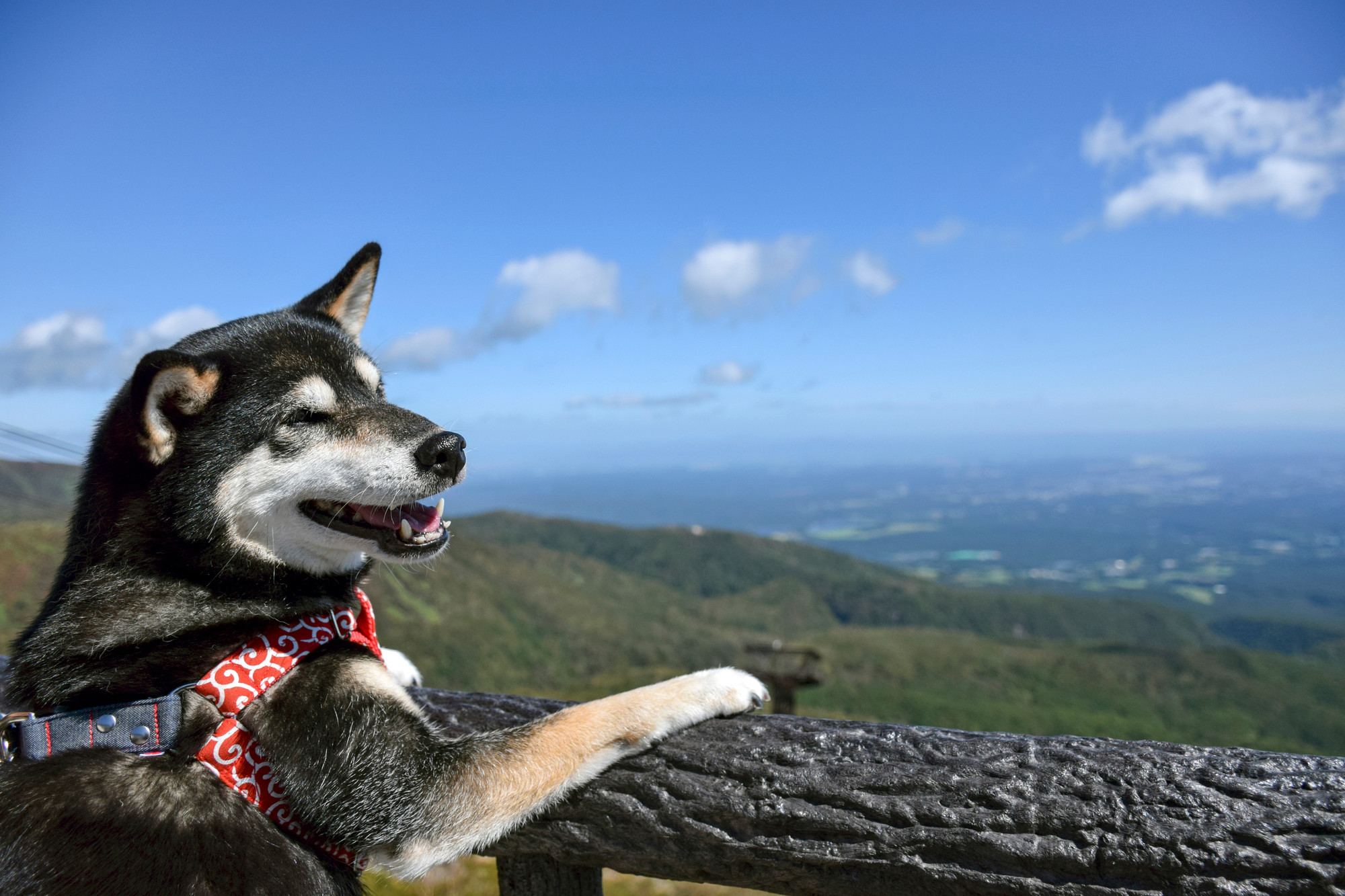 愛犬同伴可 ワンコと楽しめるスポットたくさん 那須のおすすめ観光スポット14選 栃木 Icotto イコット