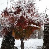 ロッジ 岳友荘(長野県 ペンション) / 5