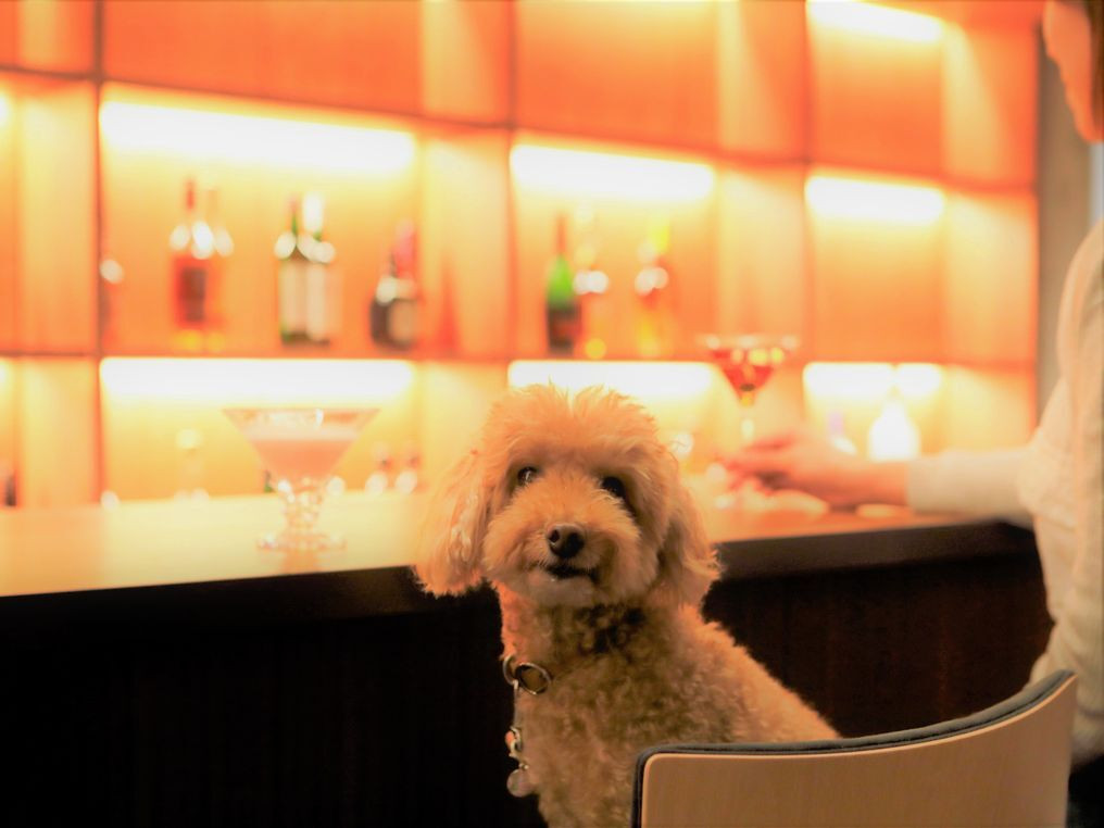 レストランやバーも同伴OK。ペット向けサービスが充実♪3926286