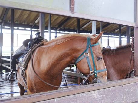 フロンティアホースグループ エルパティオ牧場 / 3