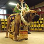 高知・桂浜観光は「とさいぬパーク」の横綱闘犬に会いにいこう