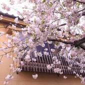 旅の宿 さつき(大分県 旅館) / 4